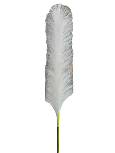 ریشی سپی
