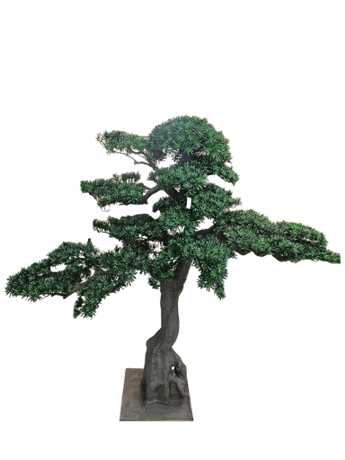 Bonsai tree