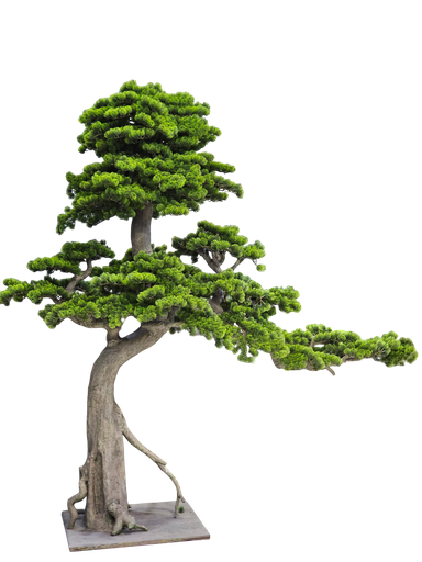 Bonsai tree