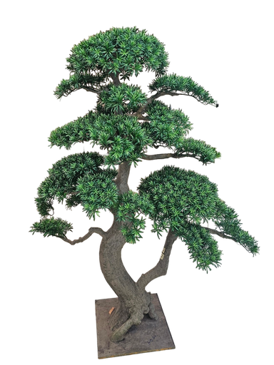 Bonsai tree