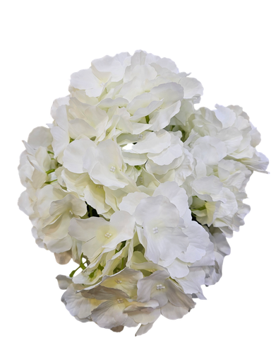 هایدرنجە سپی
