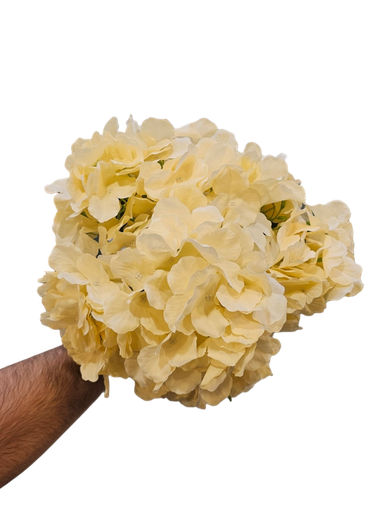 هایدرنجە ئۆفوایت