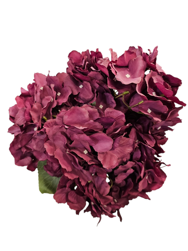 هایدرنجە مۆر