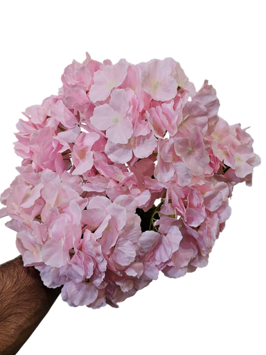 هایدرنجە پەمبە