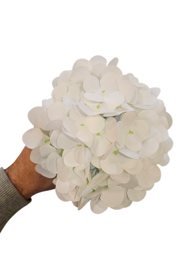 هایدرنجە تاک سپی