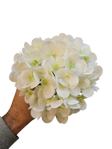 هایدرنجە تاک ئۆفوایت 