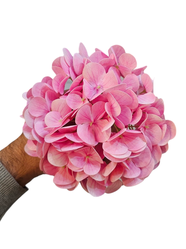 هایدنجە تاک پەمبەی کال