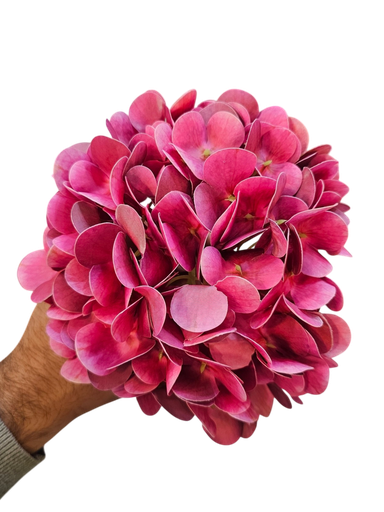 هایدنجە تاک پەمبەی 