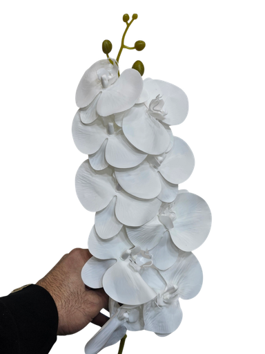 ئۆرکید