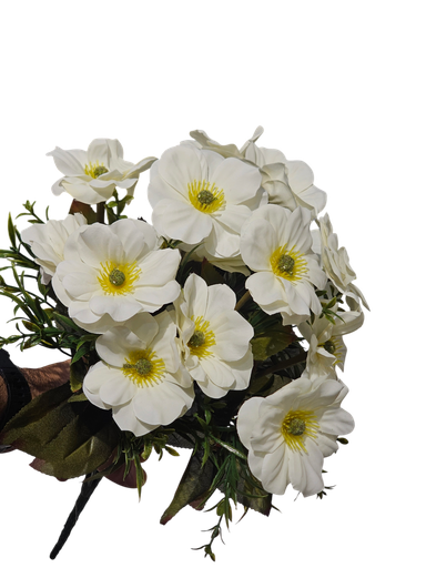 گوڵی دەیزی سپی