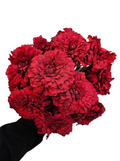 داودی سور