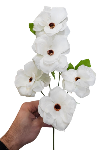 ئیوستۆمای سپی
