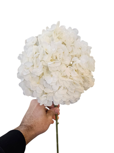 گولی تاک سپی
