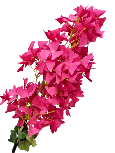 گوڵی تاکی هەناری