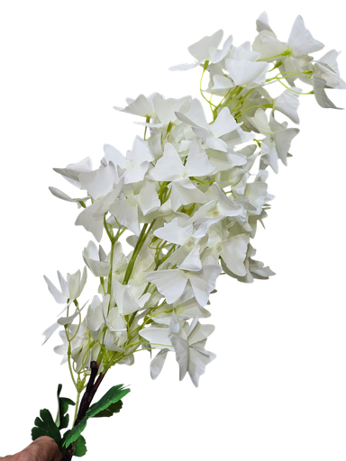 گوڵی تاکی سپی