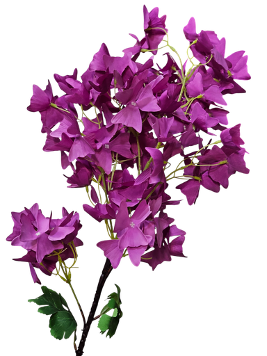 گوڵی تاکی مۆر