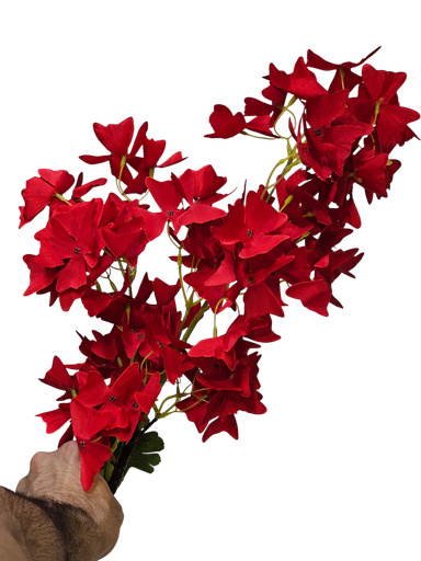 گوڵی تاکی سۆر