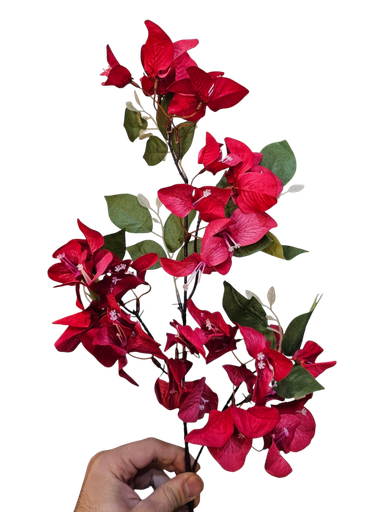 بۆگومڤێلیا سۆر