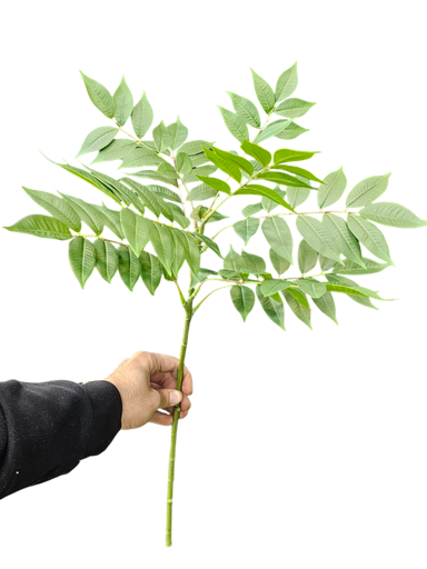 پەلکی تاکی ئەسڵی