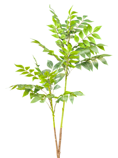 پەلکی تاکی ئەسڵی