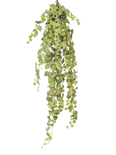 هایدرا شۆرەبی