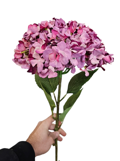 هایدرنجە تاک