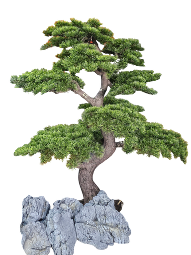 Bonsai tree