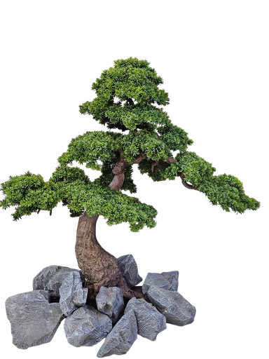 Bonsai tree