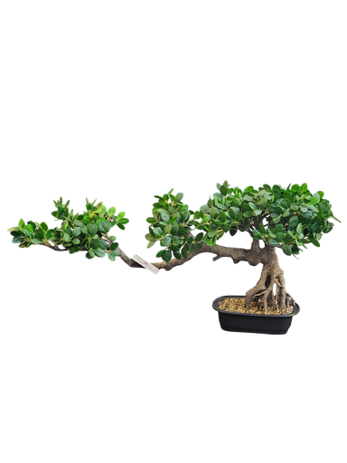 Bonsai tree