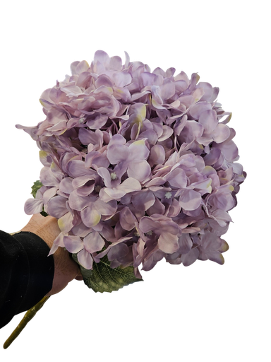 هایدرنجە مۆر