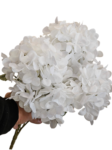 هایدرنجە سپی