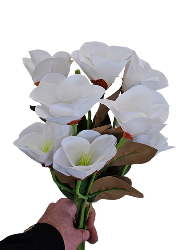 ماگنۆلیا سپی