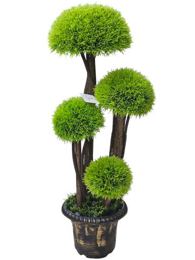 Cypress tree