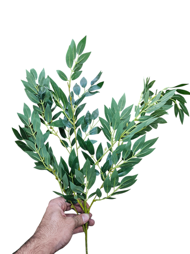 تاکی سەوز