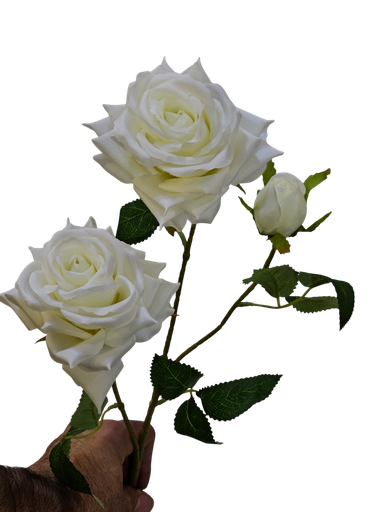 رۆزی تاکی سپی