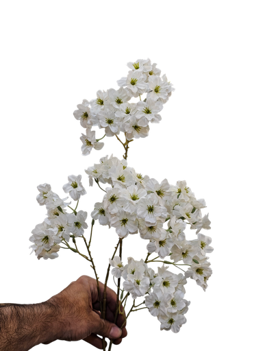گوڵی تاک