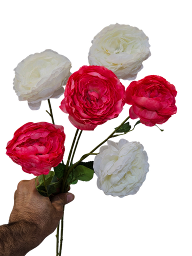 گوڵی تاک