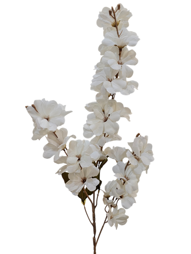 گوڵی تاک