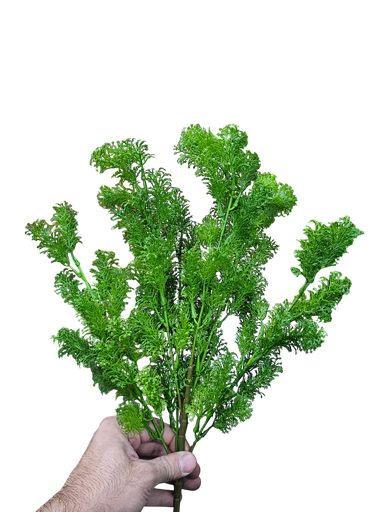 چەپکی سەوز