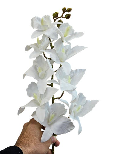 ئۆرکید دراگۆن سپی