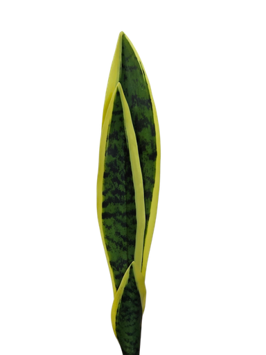 46cm سانسڤێریا