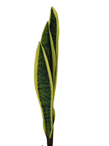 54cm سانسڤێریا