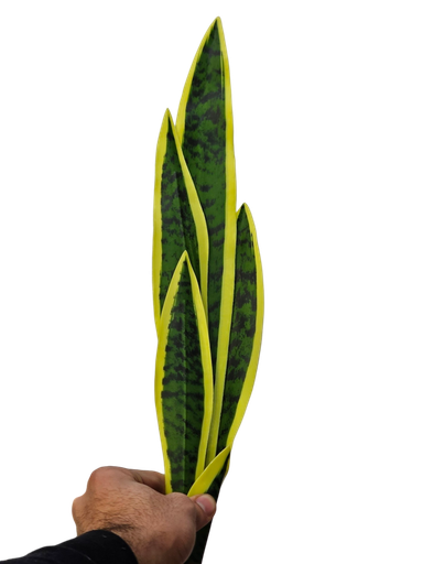 67cm سانسڤێریا