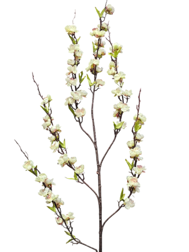 گوڵی گێلاس سپی