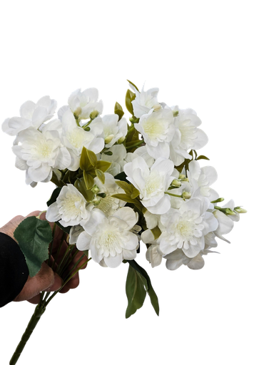 گوڵی چەپکی سپی