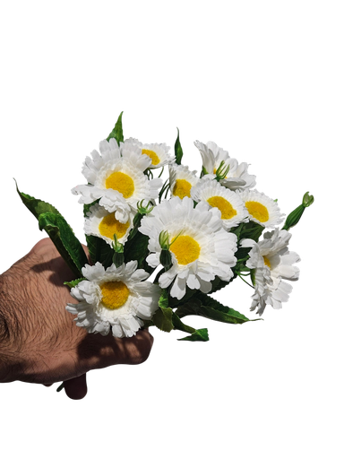 دەیزی سپی