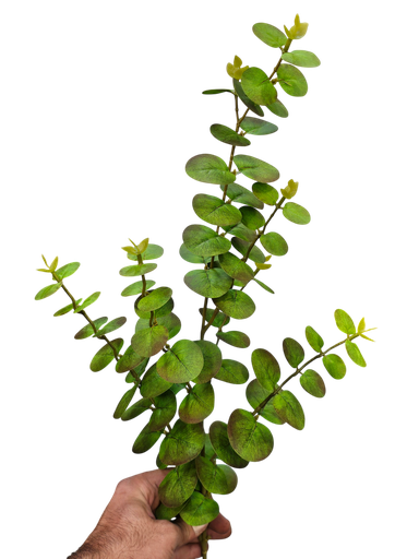 کالیپتۆس تاک