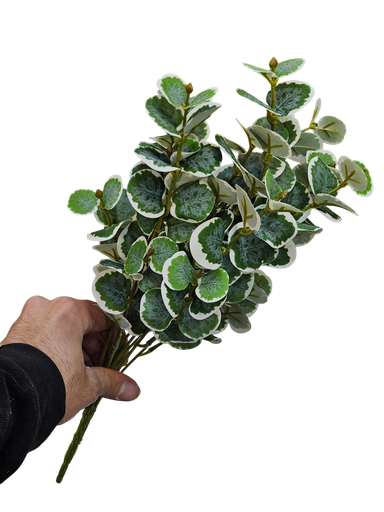 کالیپتۆس