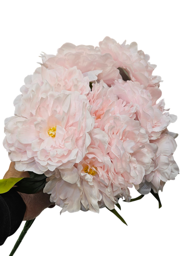 چەپکی جەڕبەڕە پەمبە