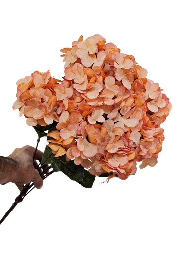 هایدرنجەی گەورە پرتەقاڵی